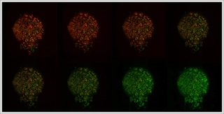 Illustration for article titled Nanopoint's Celltray Still Shaking Up Live Cell Imaging